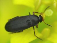 Anaspis frontalis