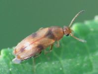 Anaspis maculata