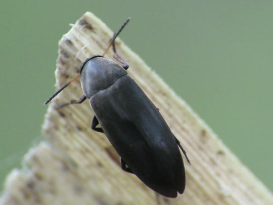 Anaspis frontalis