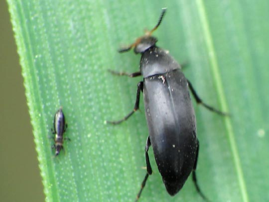 Anaspis frontalis