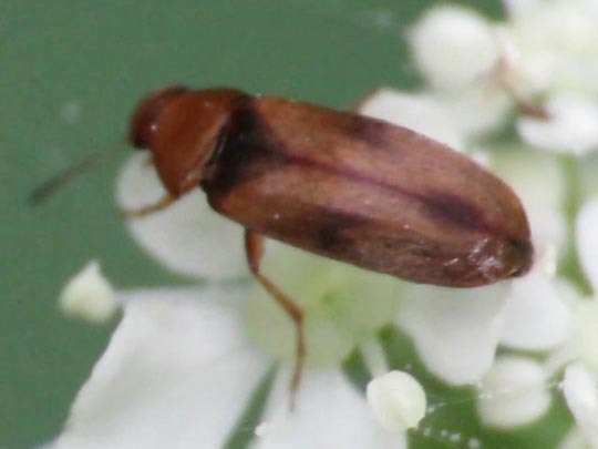 Anaspis maculata