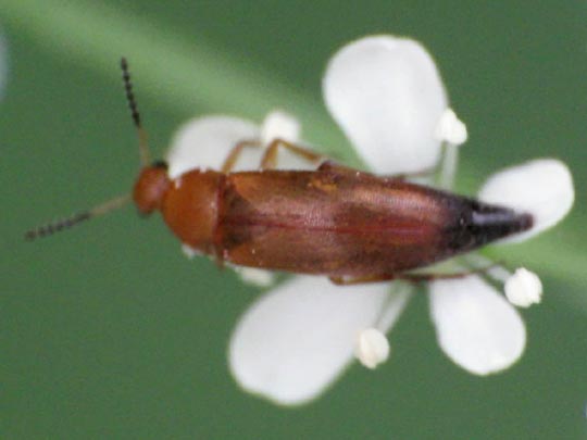 Anaspis flava