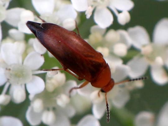 Anaspis sp.