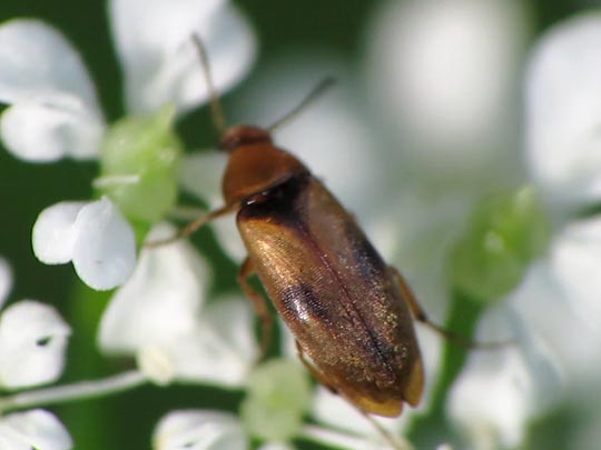 Anaspis maculata