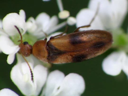 Anaspis maculata