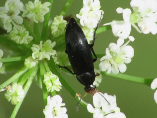 Anaspis frontalis