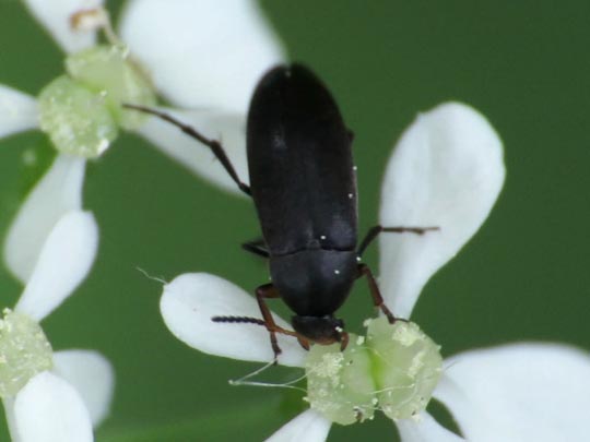 Anaspis frontalis