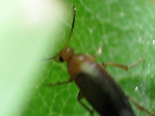 Anaspis sp.