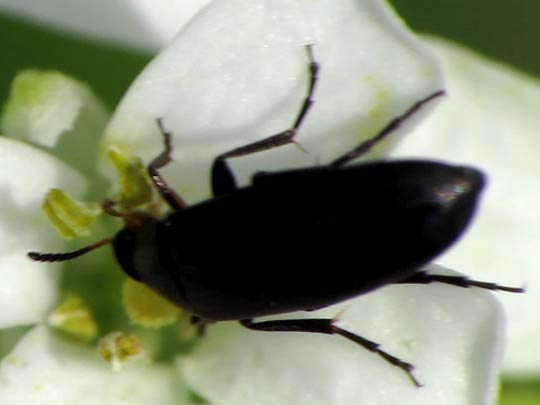 Anaspis sp.