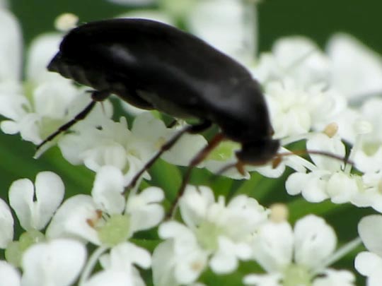 Anaspis frontalis