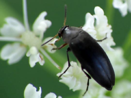 Anaspis sp.