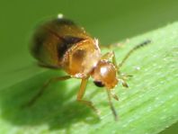 Anaspis maculata