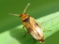 Anaspis maculata