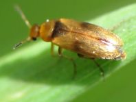 Anaspis maculata
