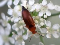 Anaspis sp.