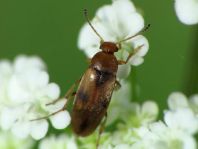 Anaspis maculata
