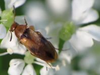 Anaspis maculata