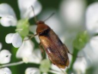 Anaspis maculata