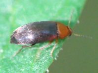 Anaspis sp.