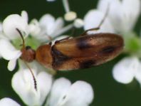Anaspis maculata
