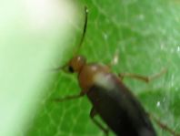 Anaspis sp.