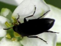 Anaspis sp.