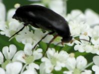 Anaspis frontalis