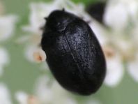 Dermestidae