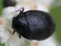 Dermestidae