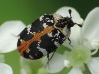Anthrenus scrophulariae, Teppichkäfer