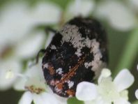Anthrenus pimpinellae