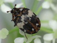 Anthrenus pimpinellae