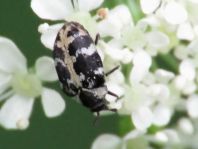 Anthrenus scrophulariae, Teppichkäfer