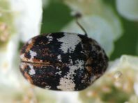 Anthrenus pimpinellae