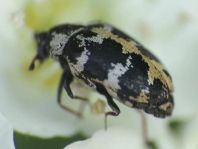 Anthrenus scrophulariae, Teppichkäfer