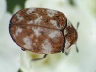 Anthrenus verbasci, Wollkrautblütenkäfer