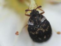 Anthrenus fuscus