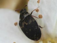 Anthrenus fuscus