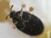 Anthrenus fuscus