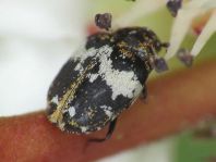 Anthrenus pimpinellae