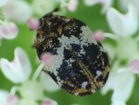 Anthrenus pimpinellae