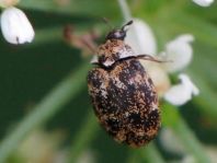 Anthrenus museorum, Kabinettkäfer