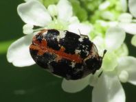 Anthrenus scrophulariae, Teppichkäfer