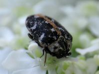 Anthrenus scrophulariae, Teppichkäfer