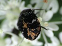 Anthrenus scrophulariae, Teppichkäfer