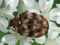 Anthrenus verbasci, Wollkrautblütenkäfer