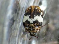 Anthrenus pimpinellae