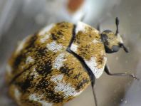 Anthrenus verbasci, Wollkrautblütenkäfer