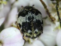 Anthrenus pimpinellae