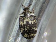 Anthrenus fuscus